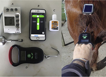 Journal of Equine Veterinary Science