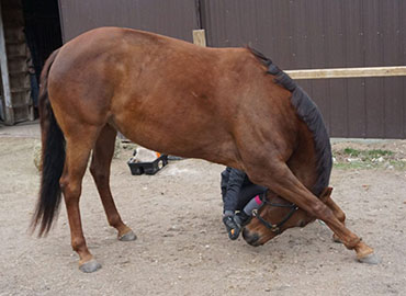 The Plaid Horse